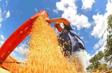  Produção de grãos pode chegar a 353,4 milhões de toneladas 